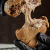 Monster Cookie Buenasso 200g - Image 2